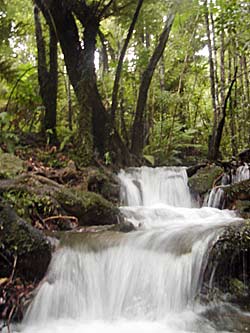 strömender Wasserfall im Wald